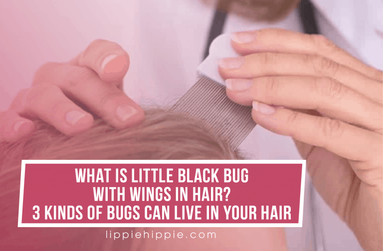What Is Little Black Bug With Wings In Hair? 3 Kinds Of Bugs Can Live In Your Hair