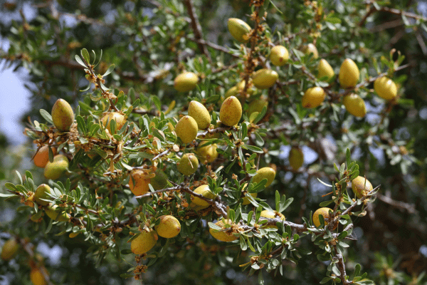 From Argania spinosa's kernel is made the argan oil which has a lot of advantages for low porosity hair.