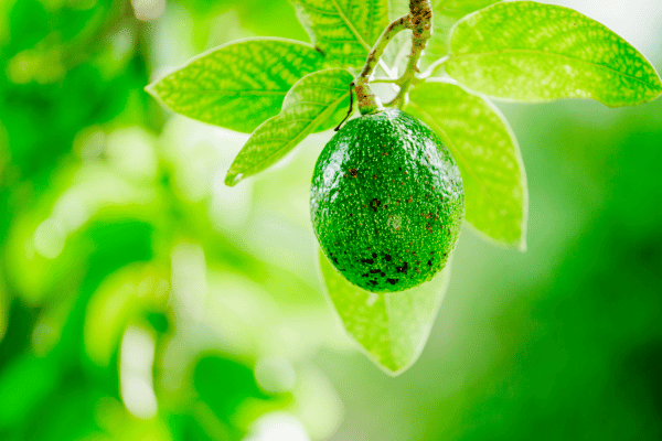 Avocado oil is the fruit of the Persa Americana tree and has a miniature molecular size; thus can easily penetrate the hair shaft.